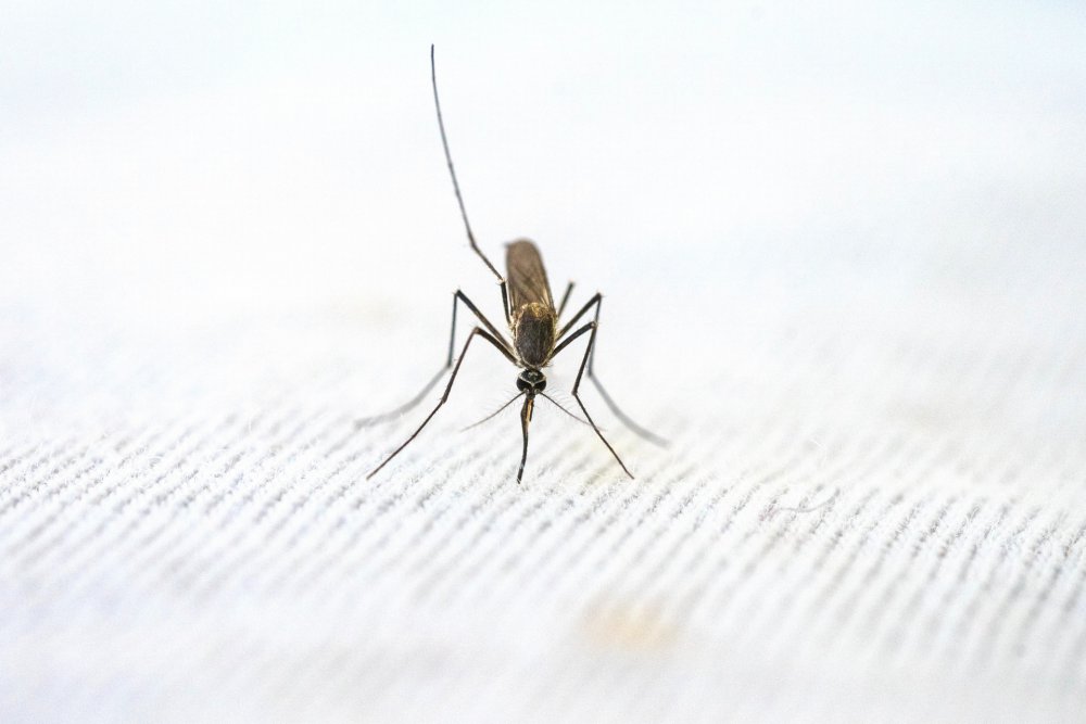 komary profilaktyka ukłuć