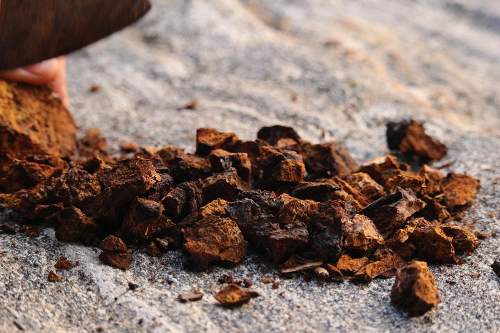 chaga grzyb