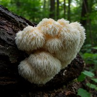 Soplówka jeżowata – właściwości, zastosowanie i korzyści zdrowotne