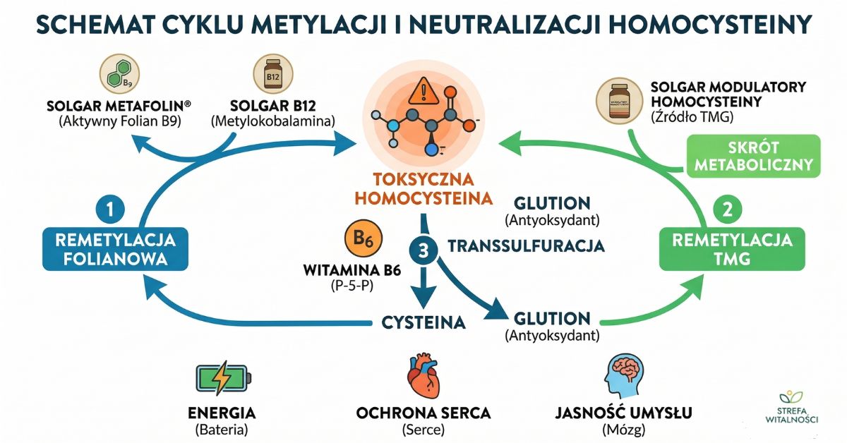 Schemat metylacji