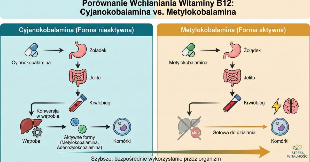 porównanie wchłaniania witaminy b12 metylokobalamina vs cyjanokobalamina schemat